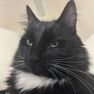 Meet your Posher, Catbert
